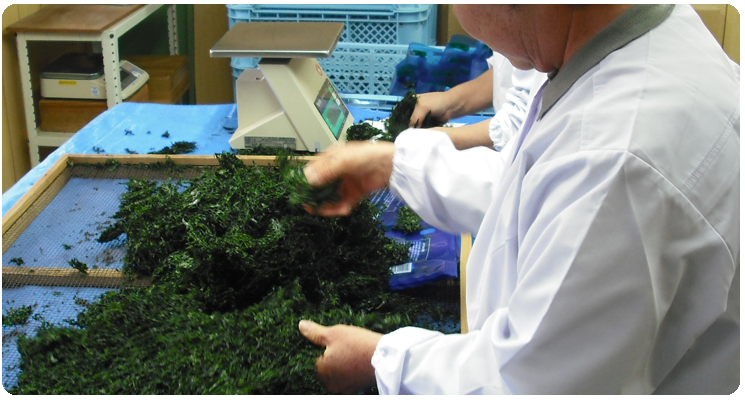 長崎 有明　海産物　坂田冷凍